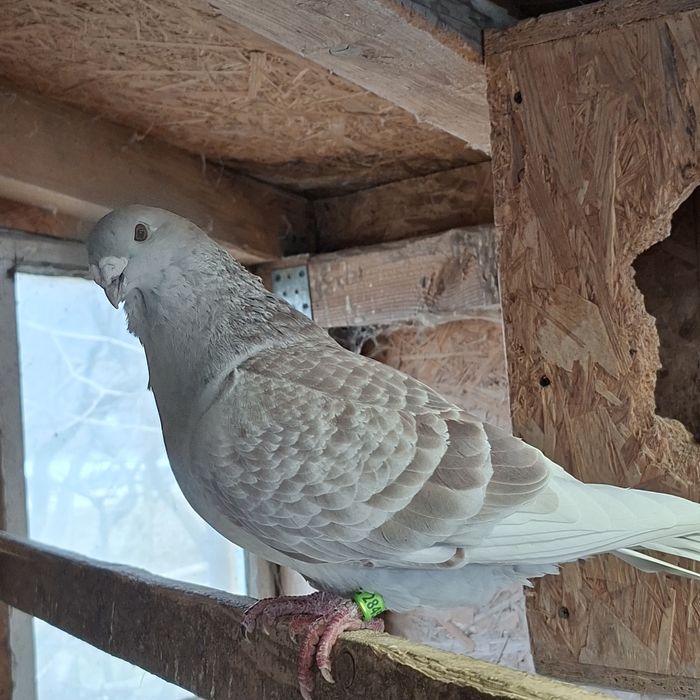 Gołębie standard samiczka 23r