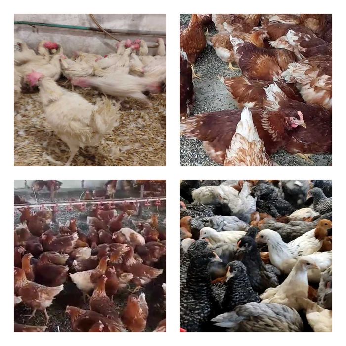 Продам кури несушки! Доставка безкоштовна. Новоград-Волинський