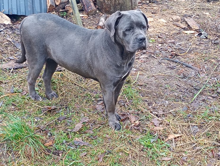 Cane Corso -jasno błękitny chłopak