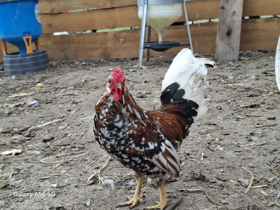 Kogut.iliputy  młode