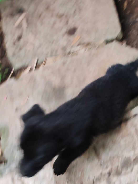 cachorrinho macho Augusto para adoção por quem vacinar, tiver espaço,etc.