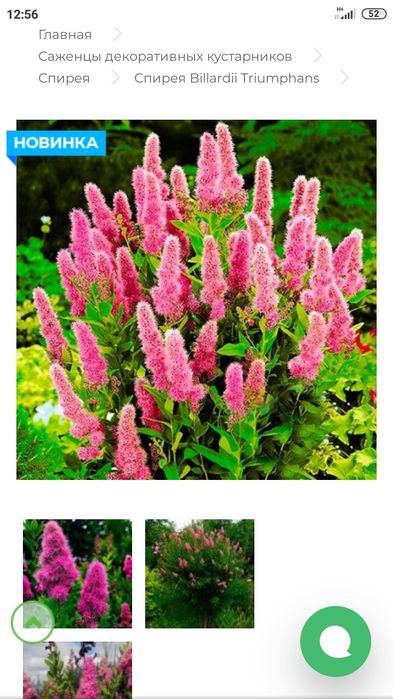 Спірея біларда продам