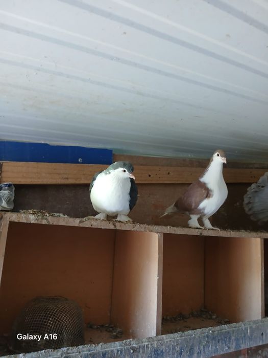 Pombos lahore e pombos viuvinha