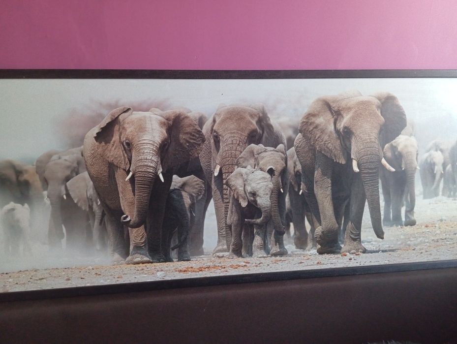 Fajny obraz stado sloni