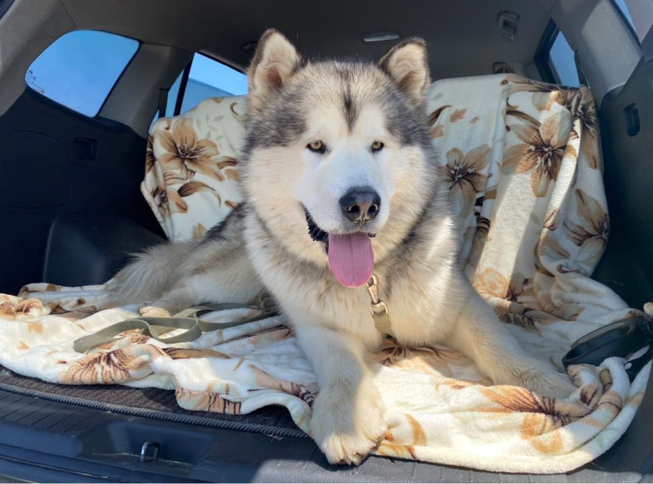 В’язка маламут. Юний чемпіон Украіни.