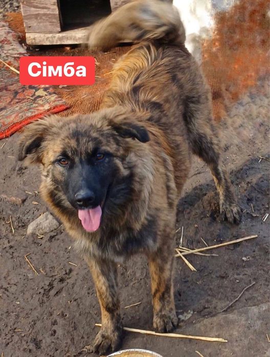 Стерилізовані собаки-дівчата шукають дім