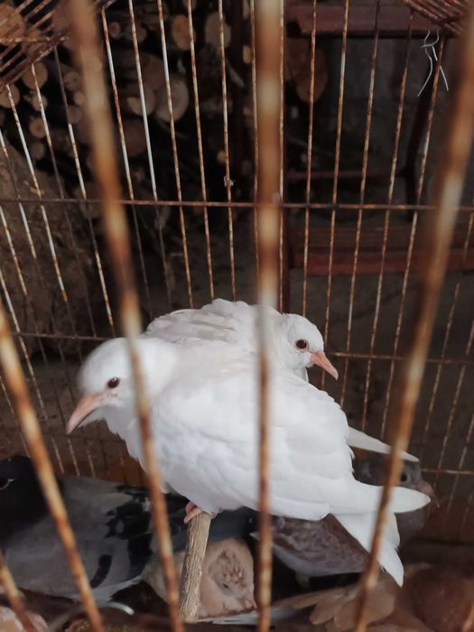 Vendp rolas  casal novinhas