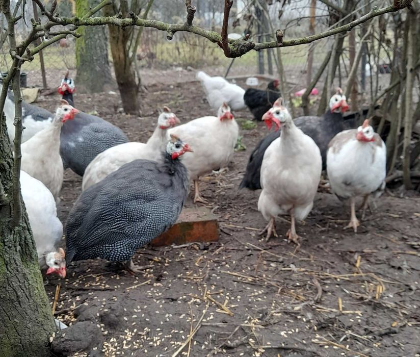 Perliczki w różnych odmianach barwnych