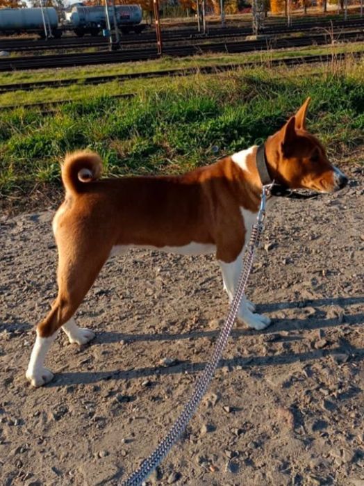 Suczka  rasy Basenji