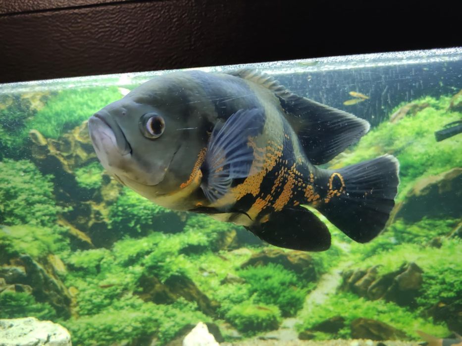 Pielęgnica pawiooka