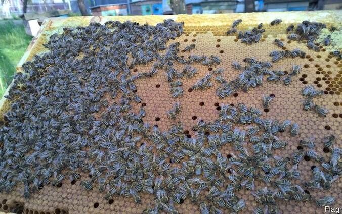 Пчёлопакеты Бакфаст 2026. Бджолопакети Бакфаст F1