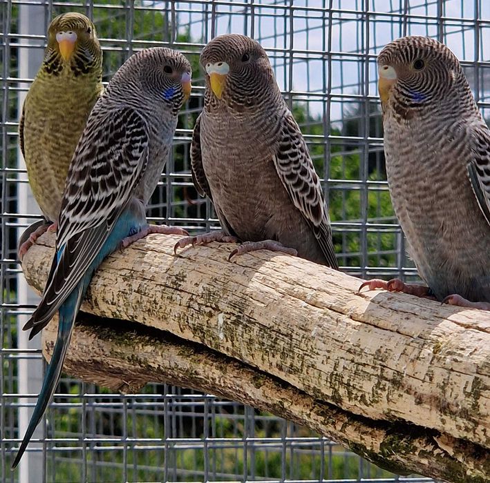 Papużka falista blackface młoda do oswojenia można nauczyć mówić