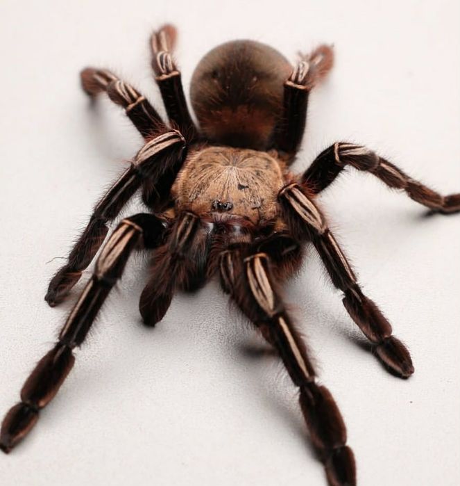 Ephebopus murinus pająk szkieletowy L2