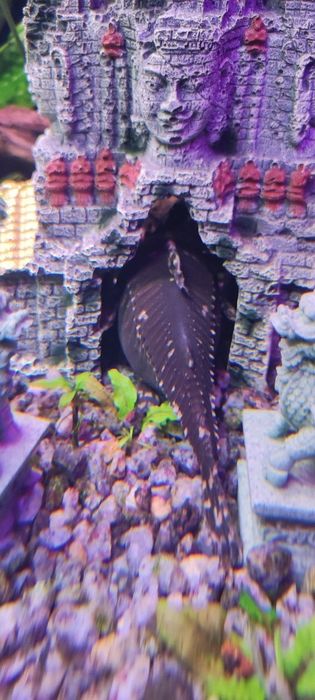 Продам рыбок комет