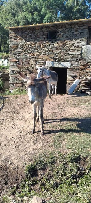 Burro 5 meses e mãe de 10 anos prenha registados e desparasitados