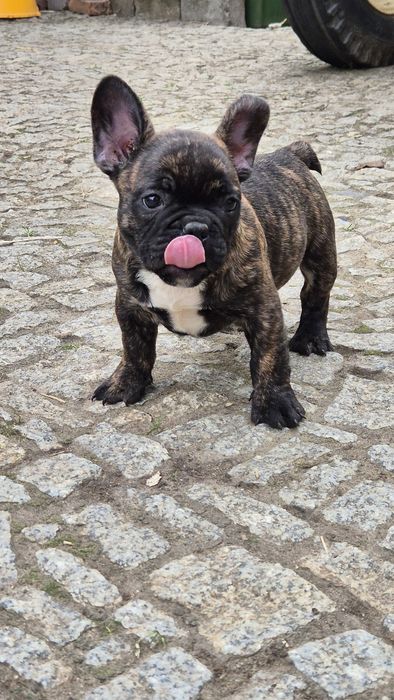 Buldog francuski- piesek