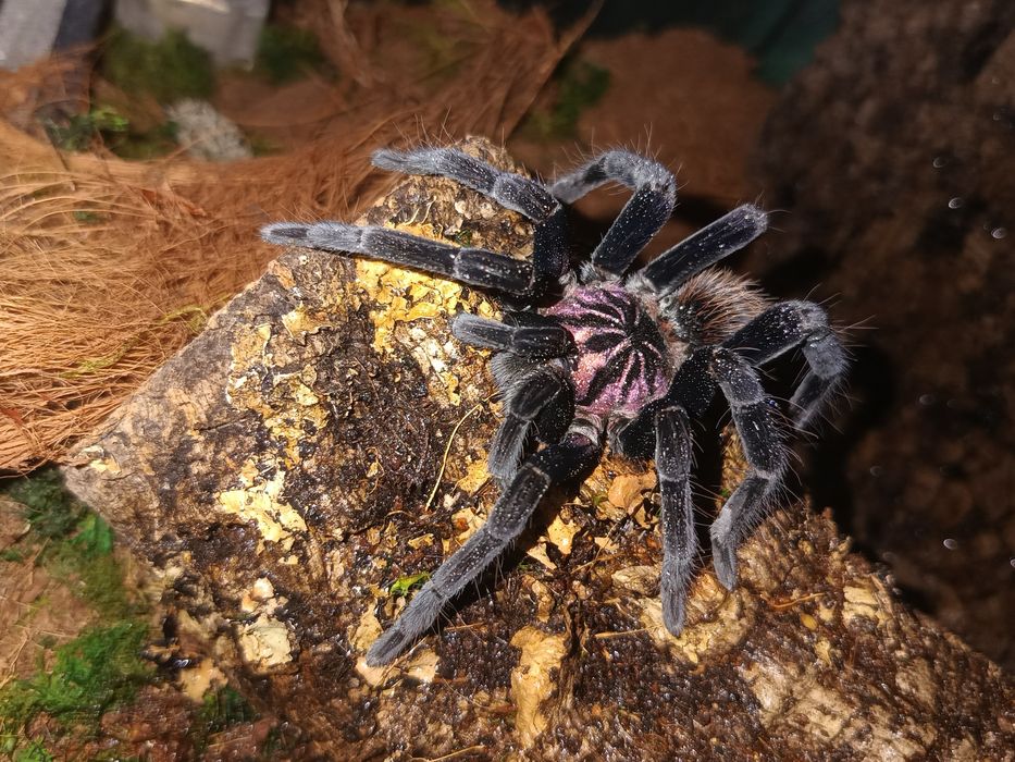 Xenesthis immanis samica