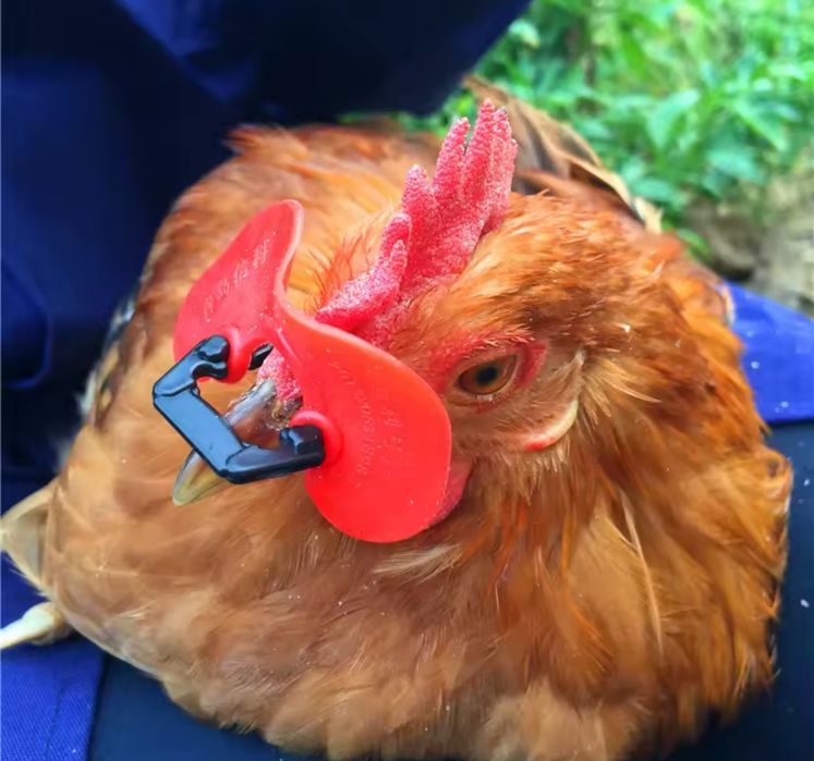 Окуляри для птахів