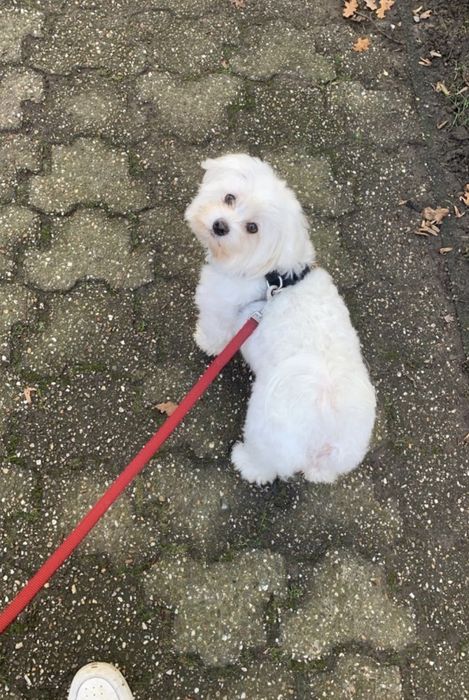 Pet Sitter — Lisboa