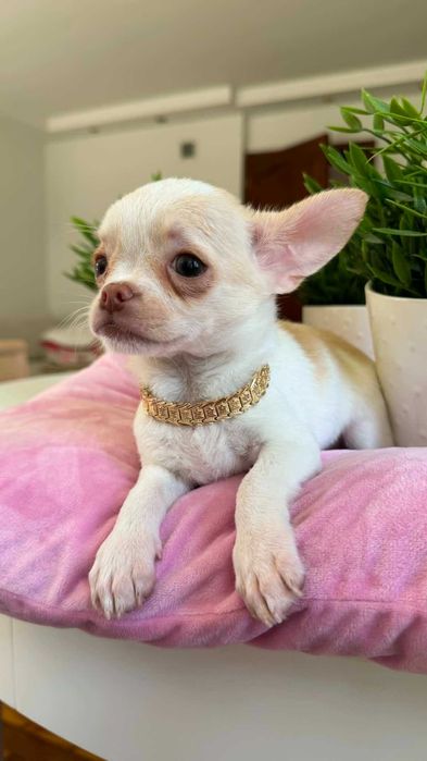 Chłopczyk Chihuahua Cream&Biel Miniaturka z Rodowodem Chipem Justin