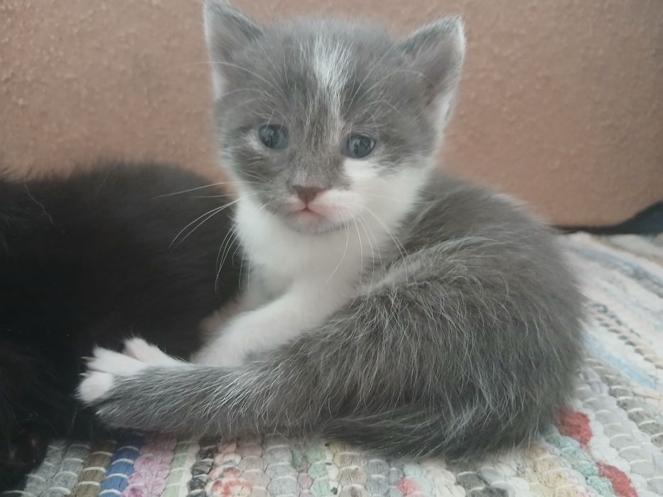 Сірий, чорний котик. Чорна, біла киця. Рижик