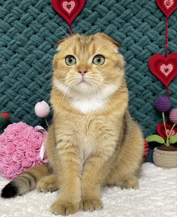 Шотландська киця