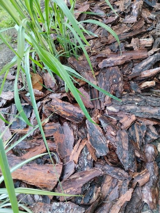 Kora                         .