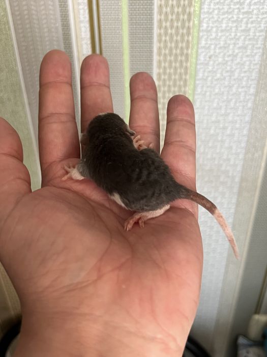 Крыски Рекс, Дамбо | Все для домашних животных