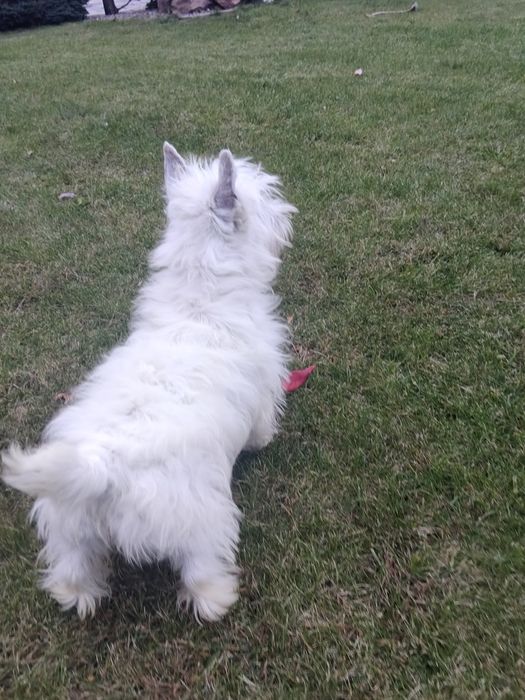 West Highland White Terrier suczka
