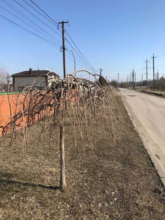 Спил деревьев Омоложение обрезка сада деревьев Корчевание пней