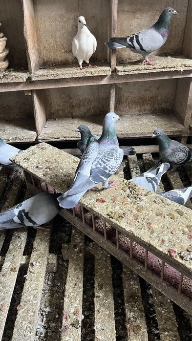 Gołębie Pocztowe Lotowe