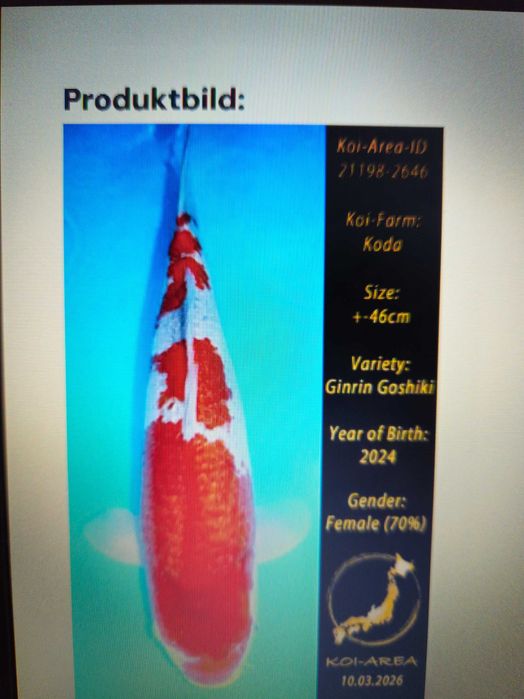 Kois dos melhores produtores japoneses