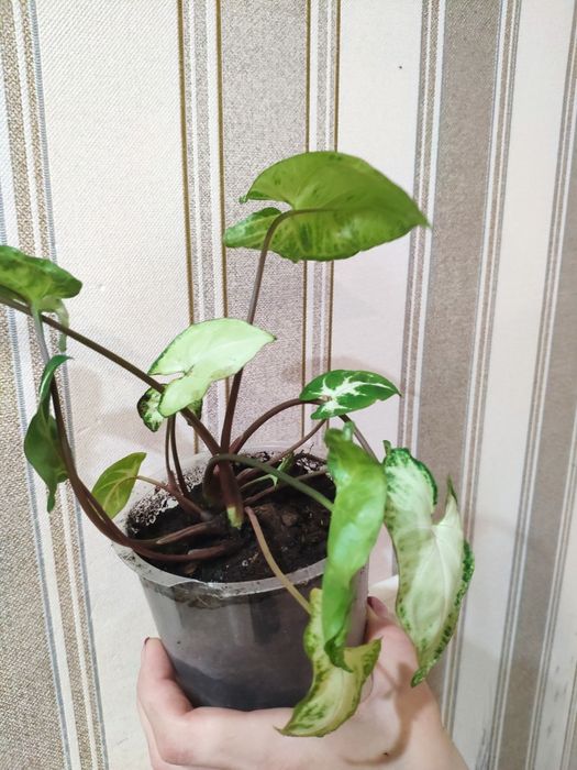 Продаю сингоніум