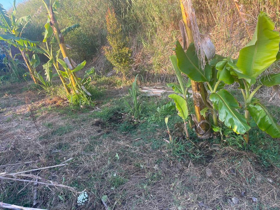 Mudas de Bananeira