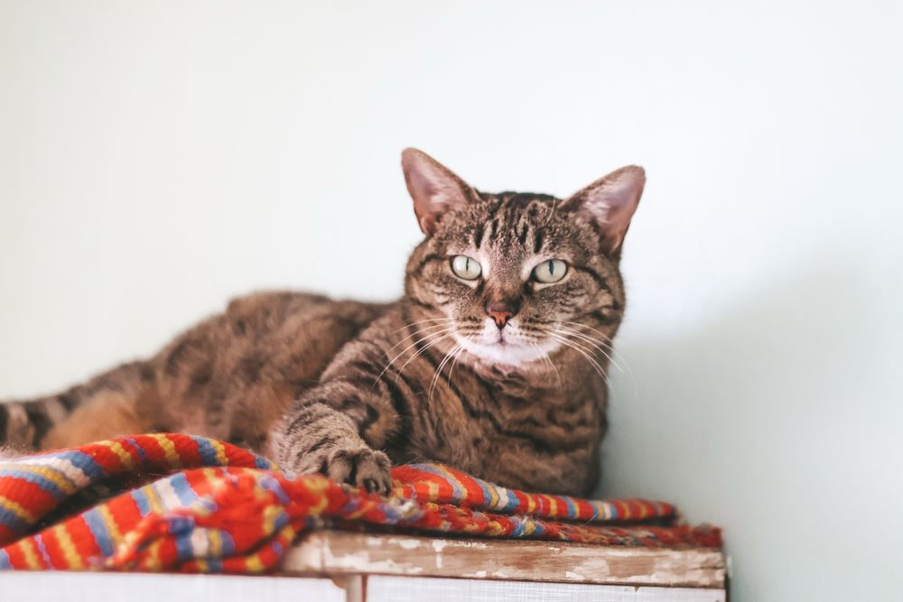 Кошка. Кішечка. Кошка. Киця. Кішка.