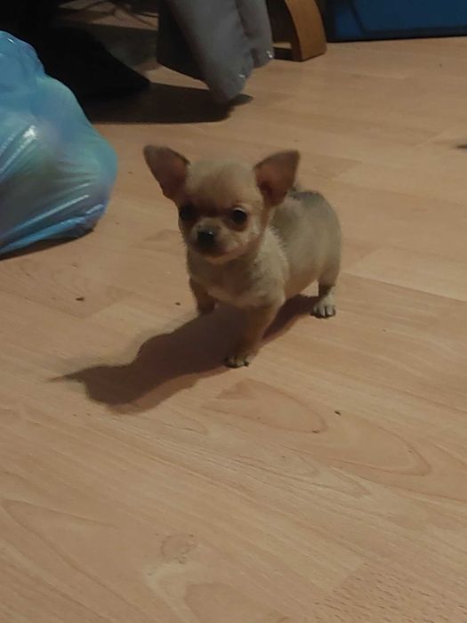 Chihuahua Pieski 2 miesiące