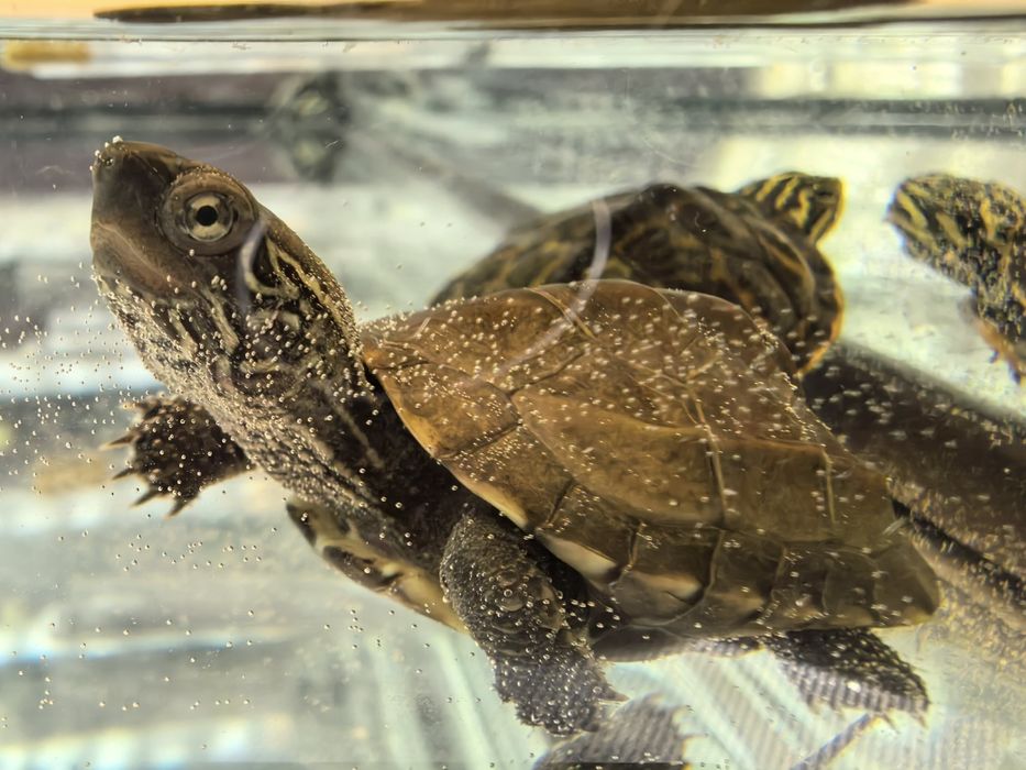 Żółw chiński reevesii nie wysyłam