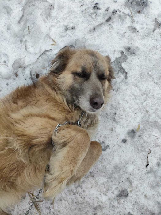 Ищем семью для собаки