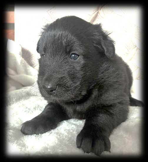 Cachorro Pastor Belga Groenendael – Com LOP