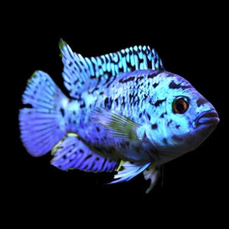 Цихлазома Блю Демпси Rocio Octofasciata Blue Jack Dempsey