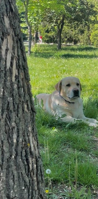 Предлагаю Вязка кабель