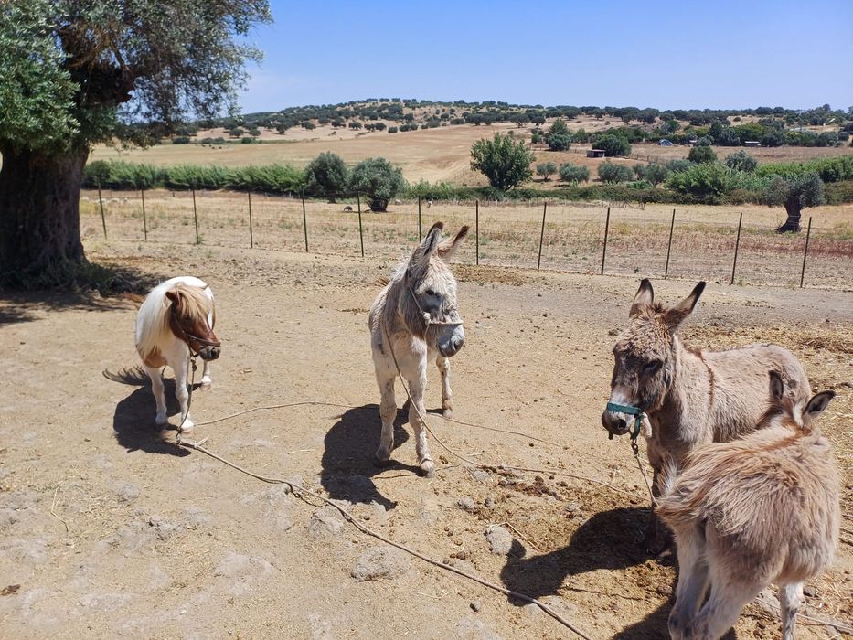 Vende-se casal de burros com filhote e um ponei