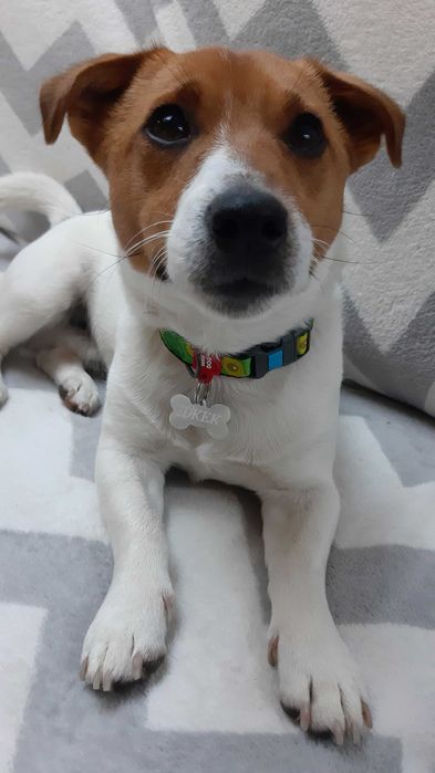 в"язка собак джек расел