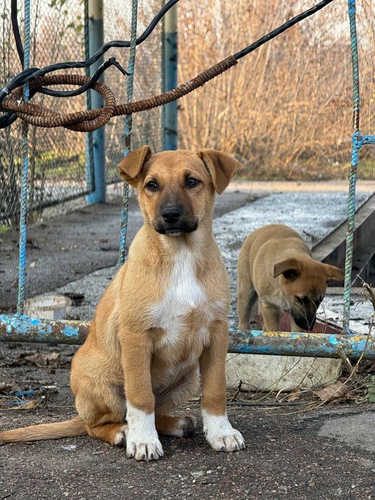 Шукаємо родини для цуциків