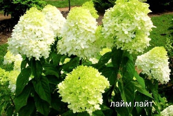 Гортензія волотиста