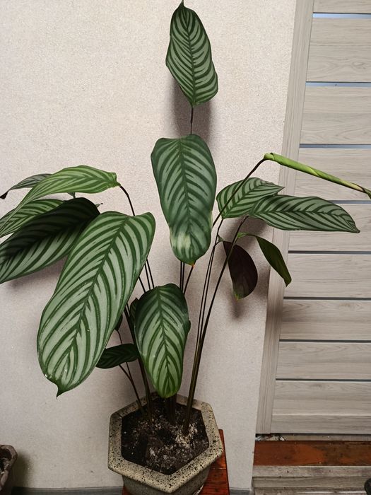 Продам калатею Любберса ,ктенанту.