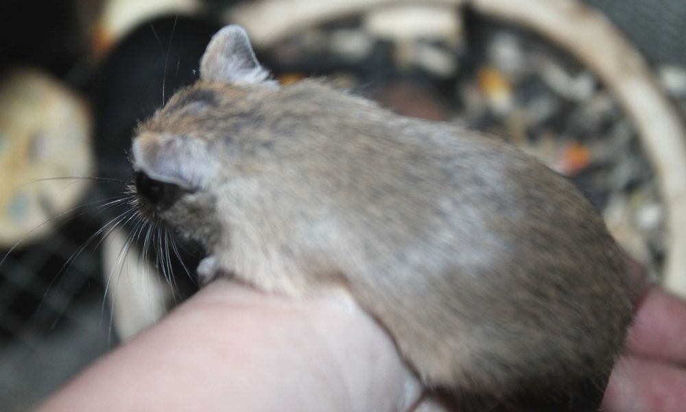 Ручні виховані мишенята Монгольські.