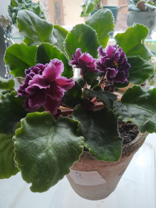 Фиалок нежные букетики