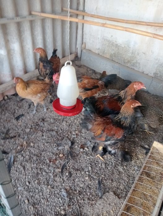 Casais de aves com 6 meses