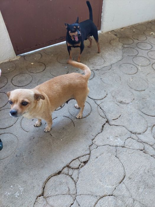 Cachorrinho pincher castanho